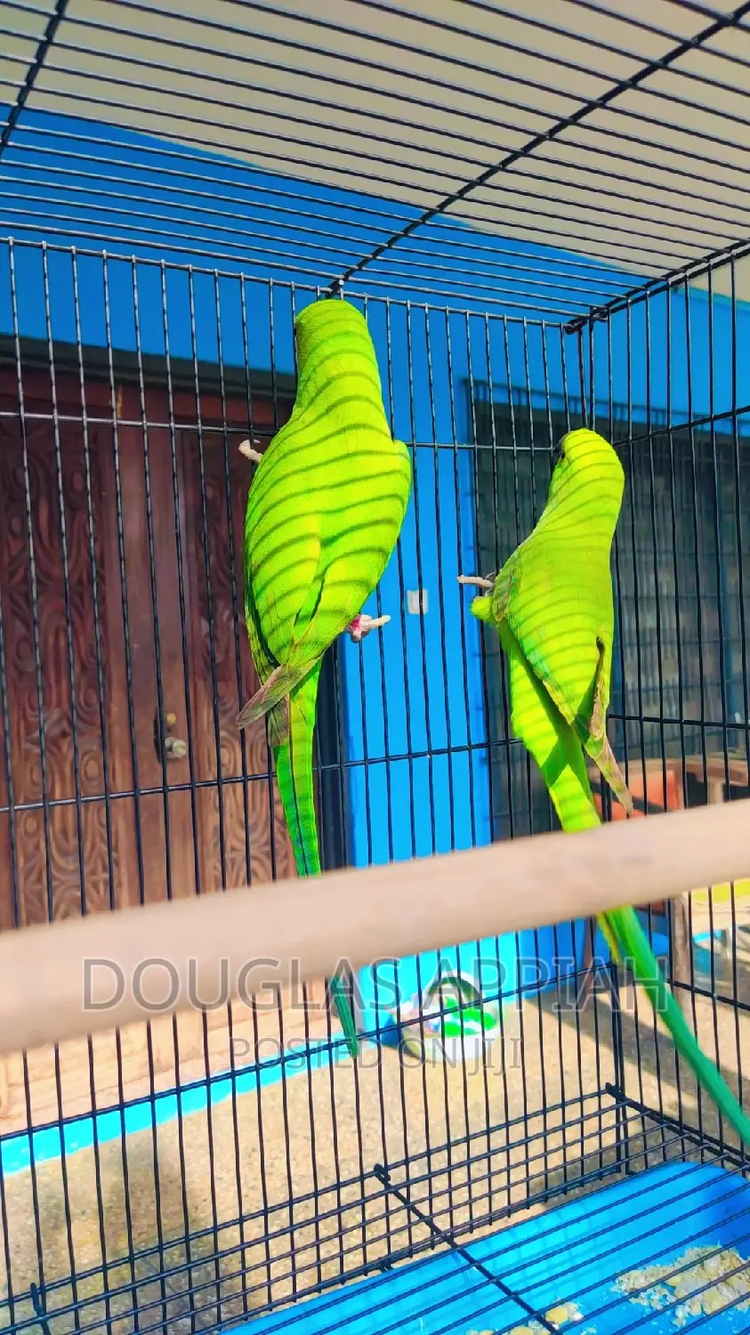 Young Ringneck Parrots(Talking Species)