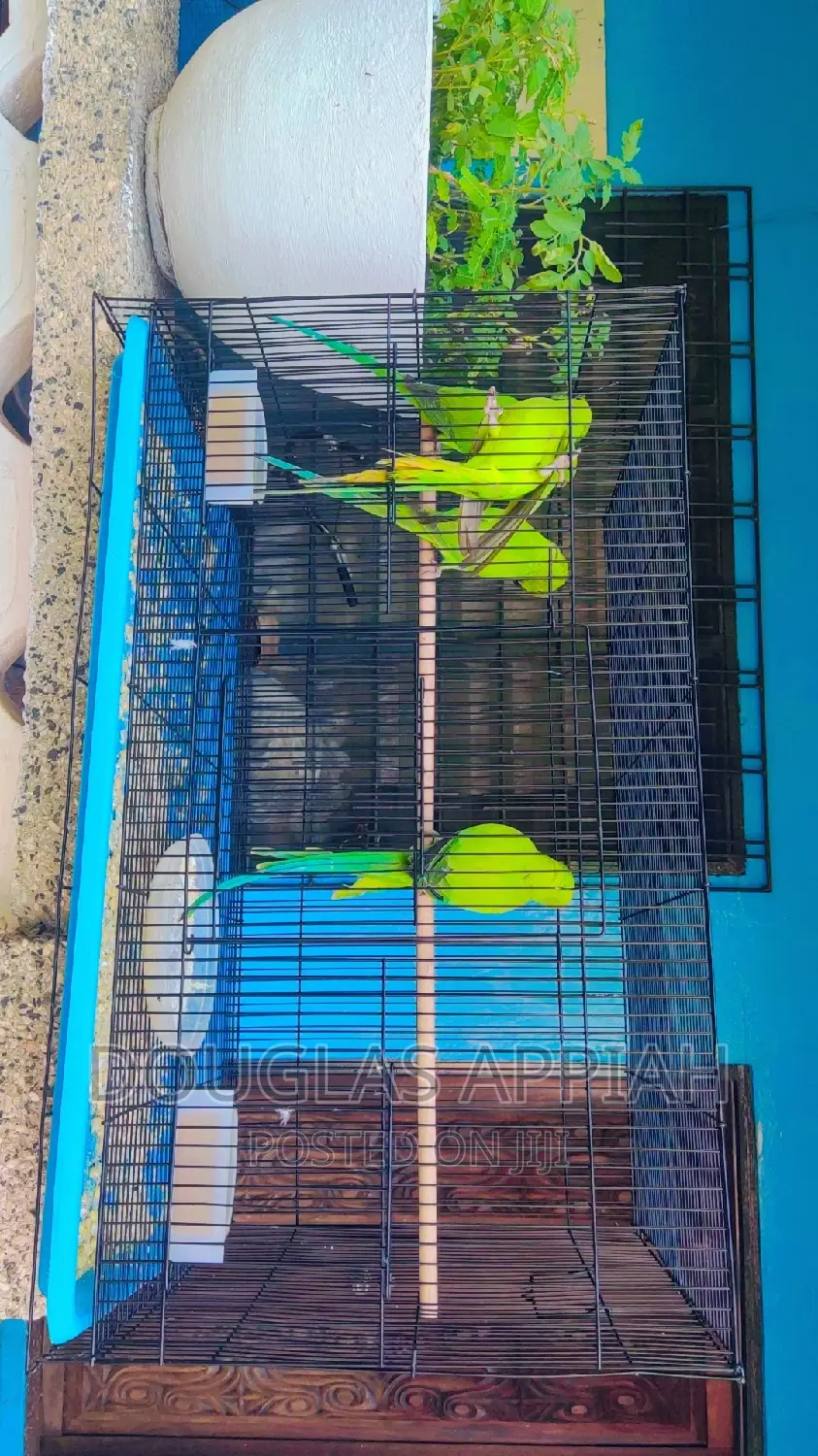 Young Ringneck Parrots(Talking Species)