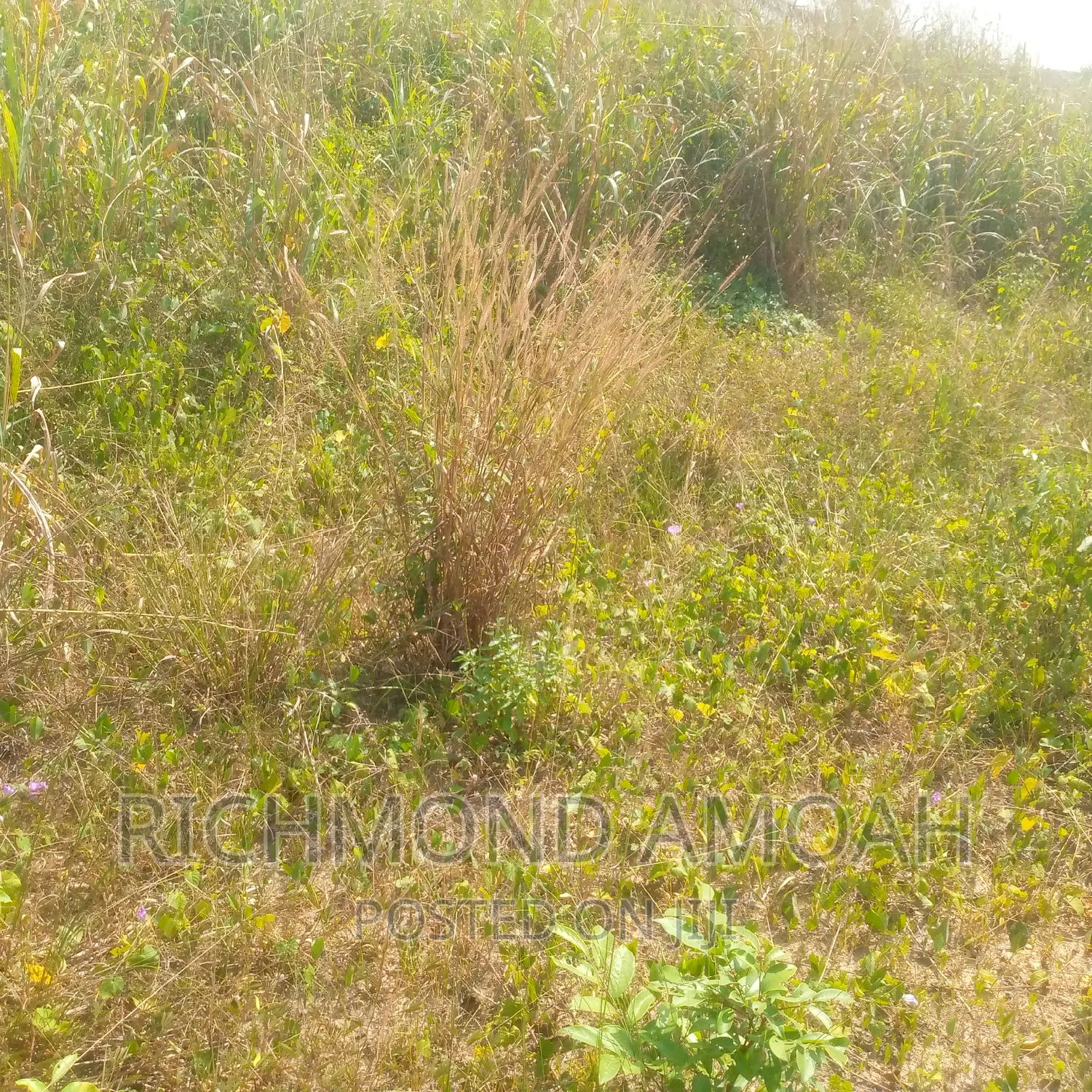 Plot for Sale at West Fijia