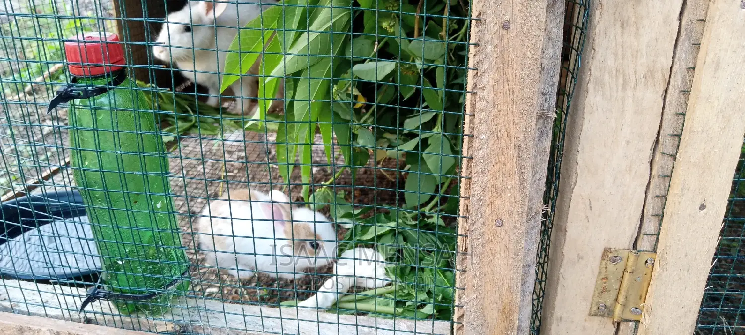 Do You Own a Farm in Gh or Are You Considering to Start One?