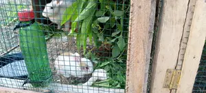 Do You Own a Farm in Gh or Are You Considering to Start One?