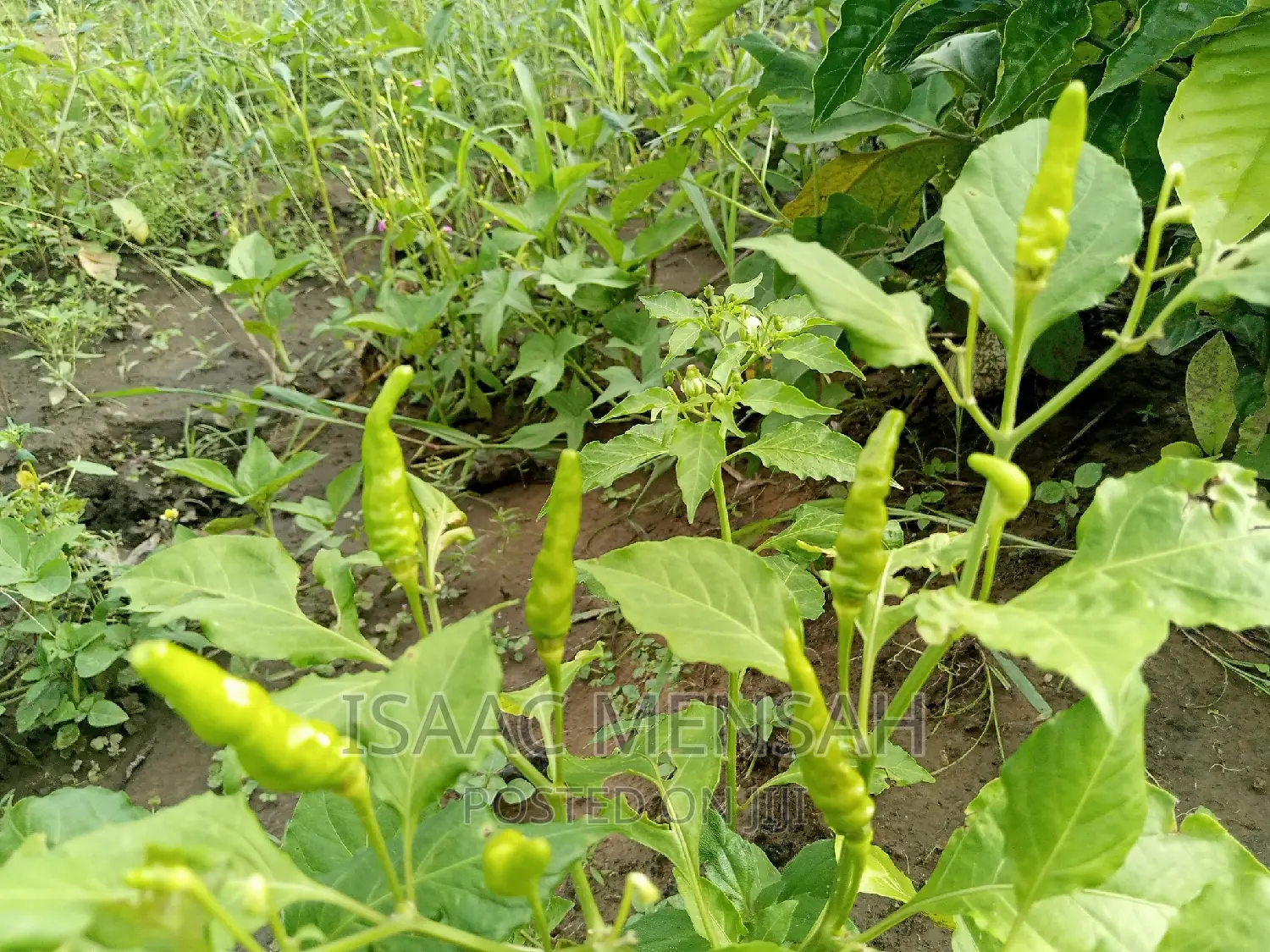 Do You Own a Farm in Gh or Are You Considering to Start One?