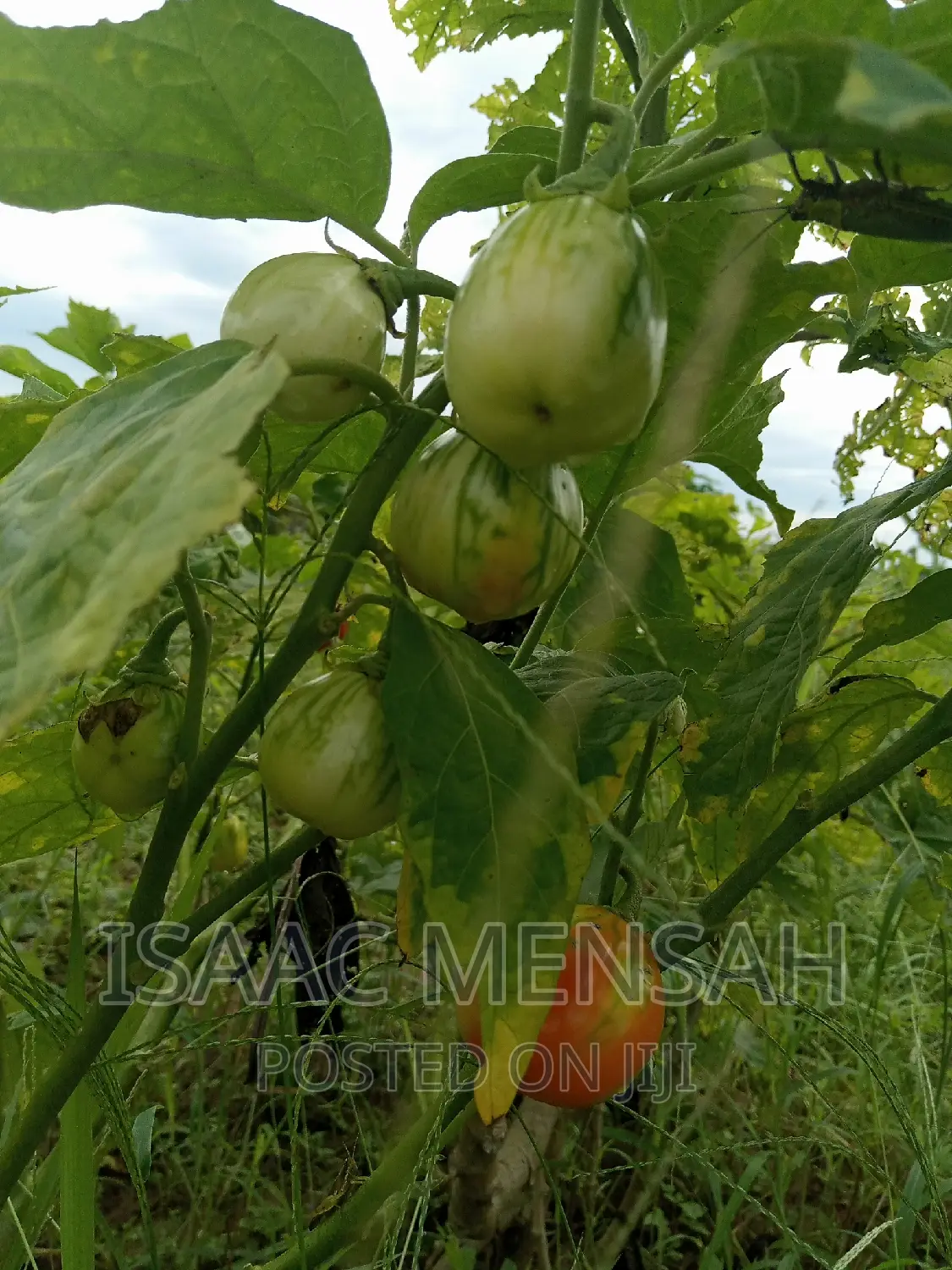 Do You Own a Farm in Gh or Are You Considering to Start One?