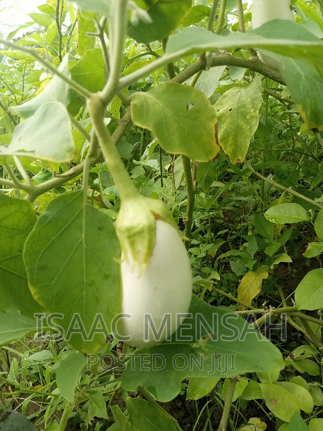 Do You Own a Farm in Gh or Are You Considering to Start One?