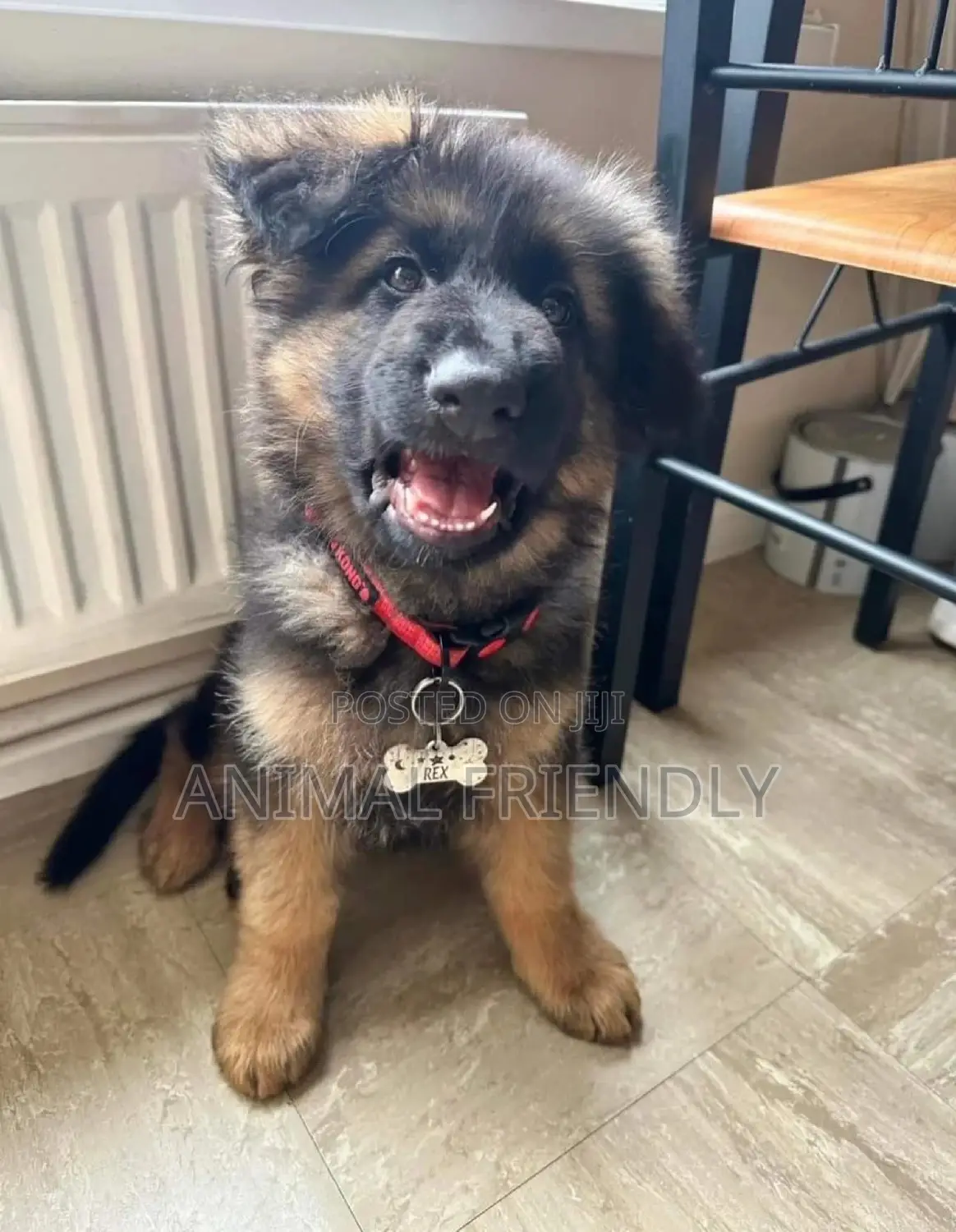 1-3 months Male Purebred German Shepherd