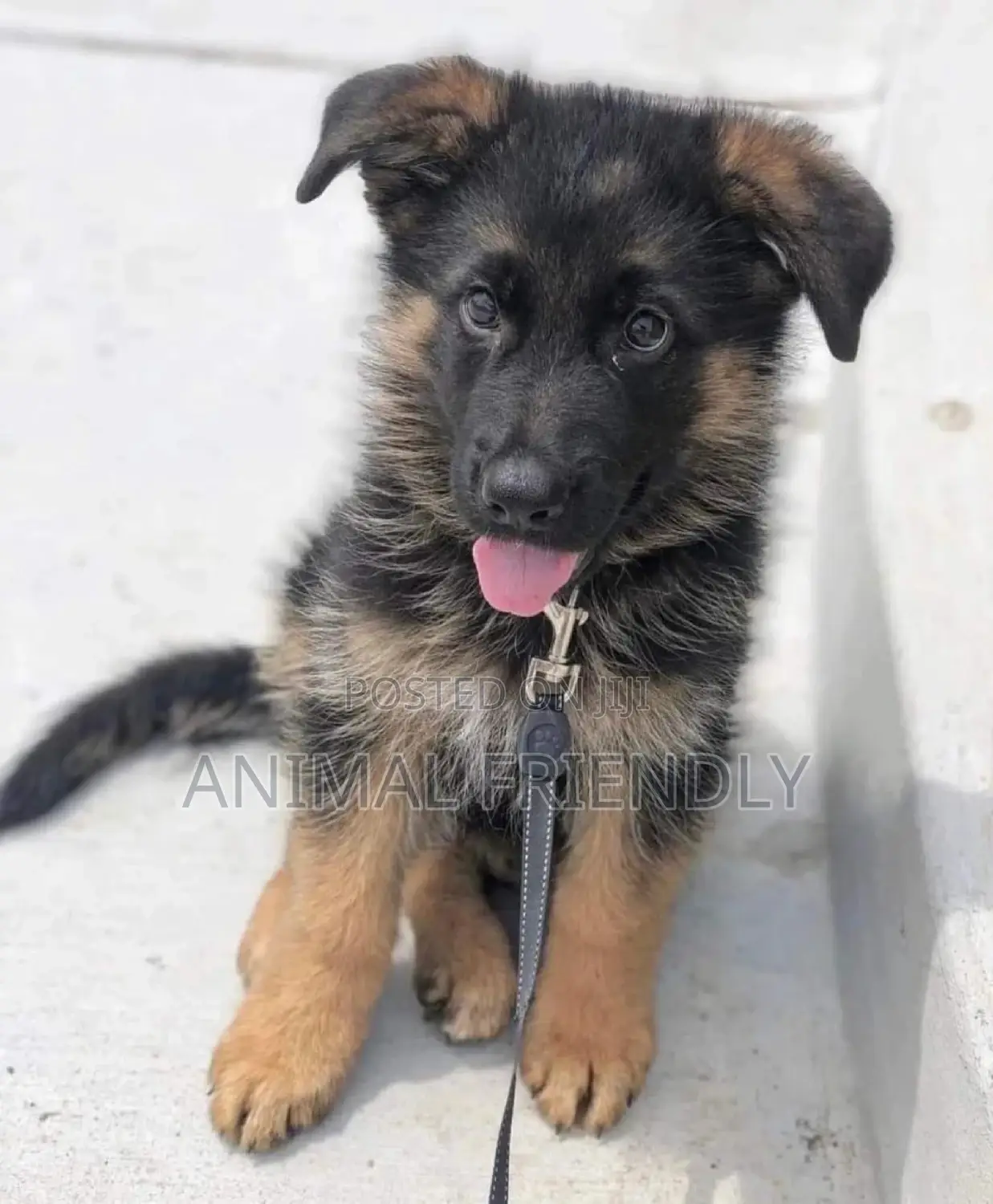1-3 months Male Purebred German Shepherd