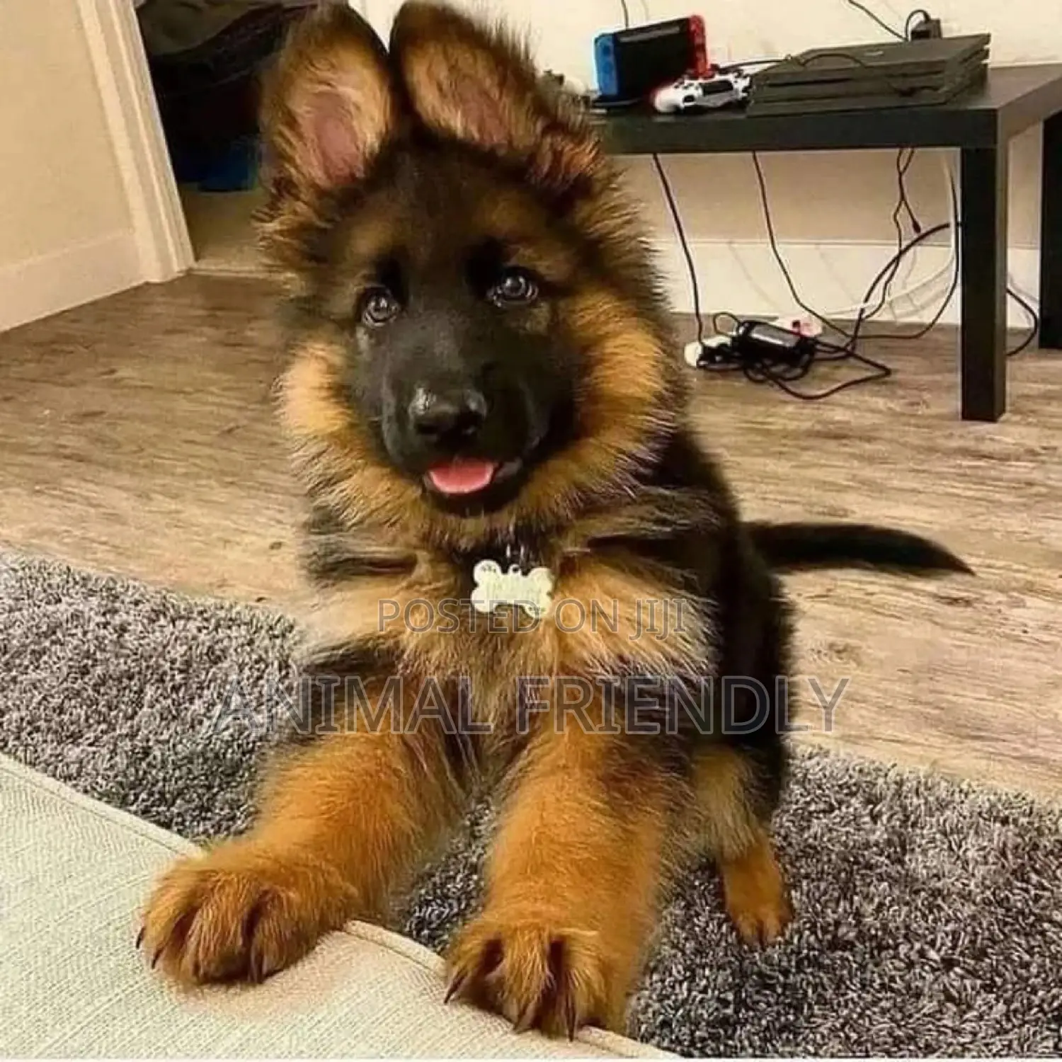 1-3 months Male Purebred German Shepherd