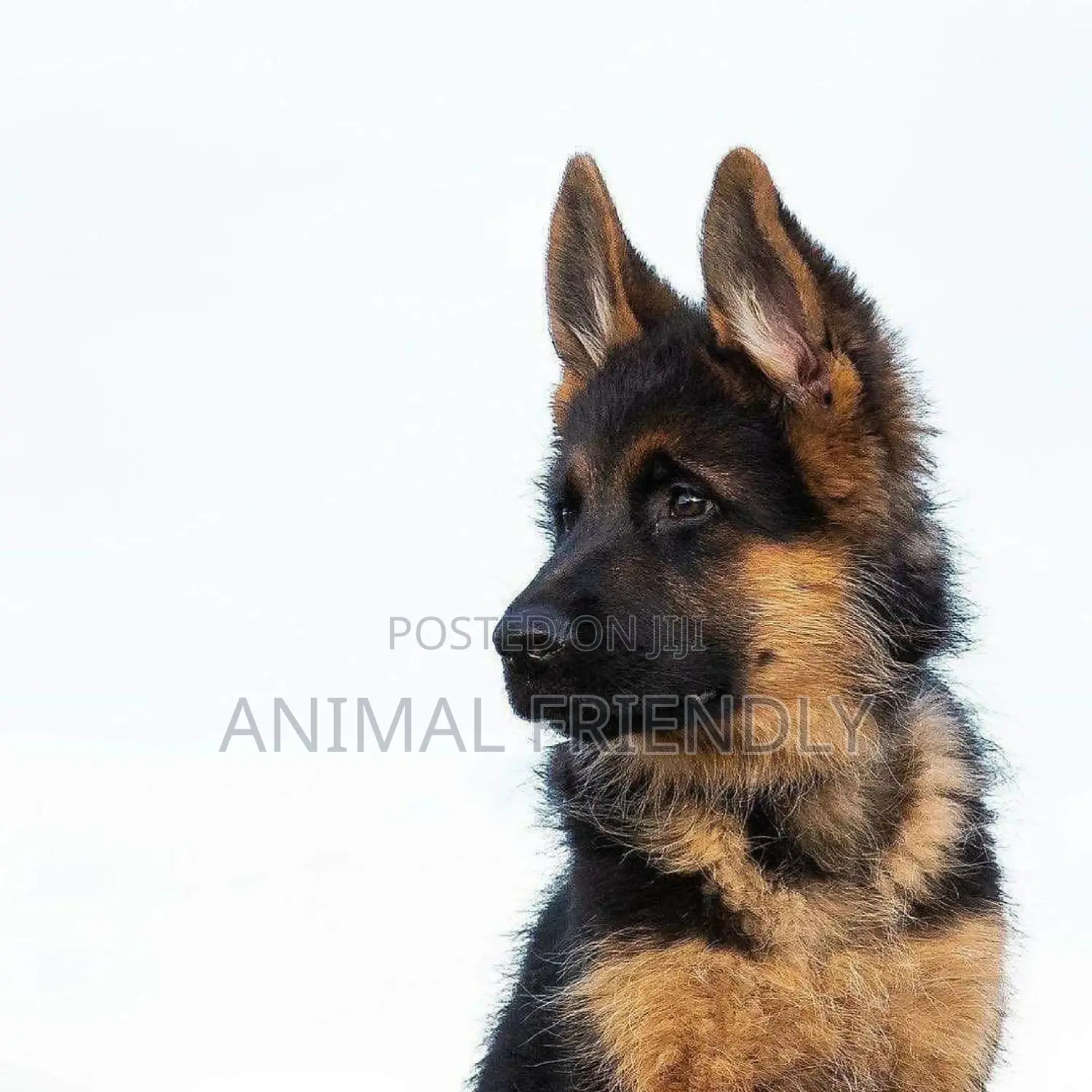 1-3 months Male Purebred German Shepherd