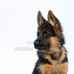 1-3 months Male Purebred German Shepherd