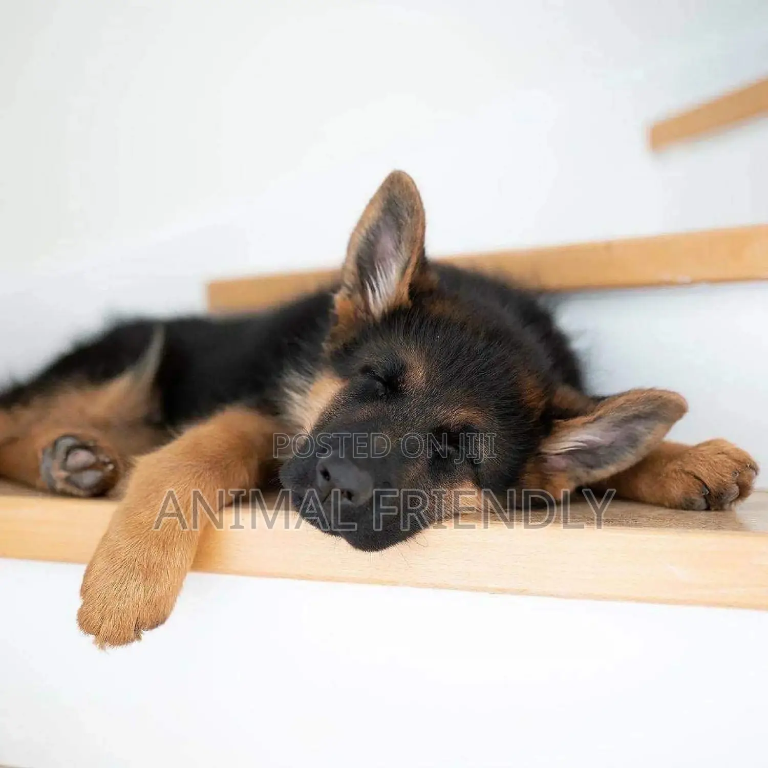 3-6 months Female Purebred German Shepherd