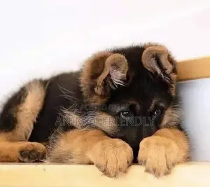1-3 months Female Purebred German Shepherd