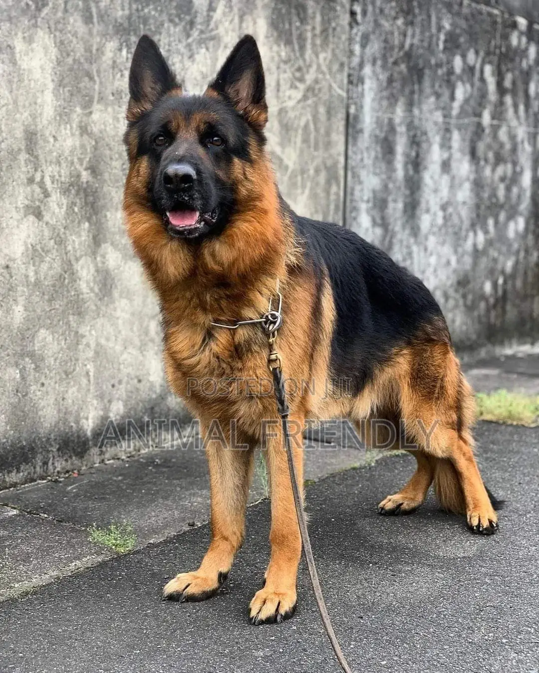 1-3 months Male Purebred German Shepherd