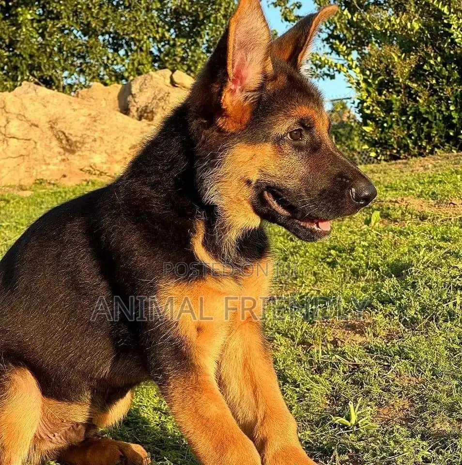3-6 months Male Purebred German Shepherd