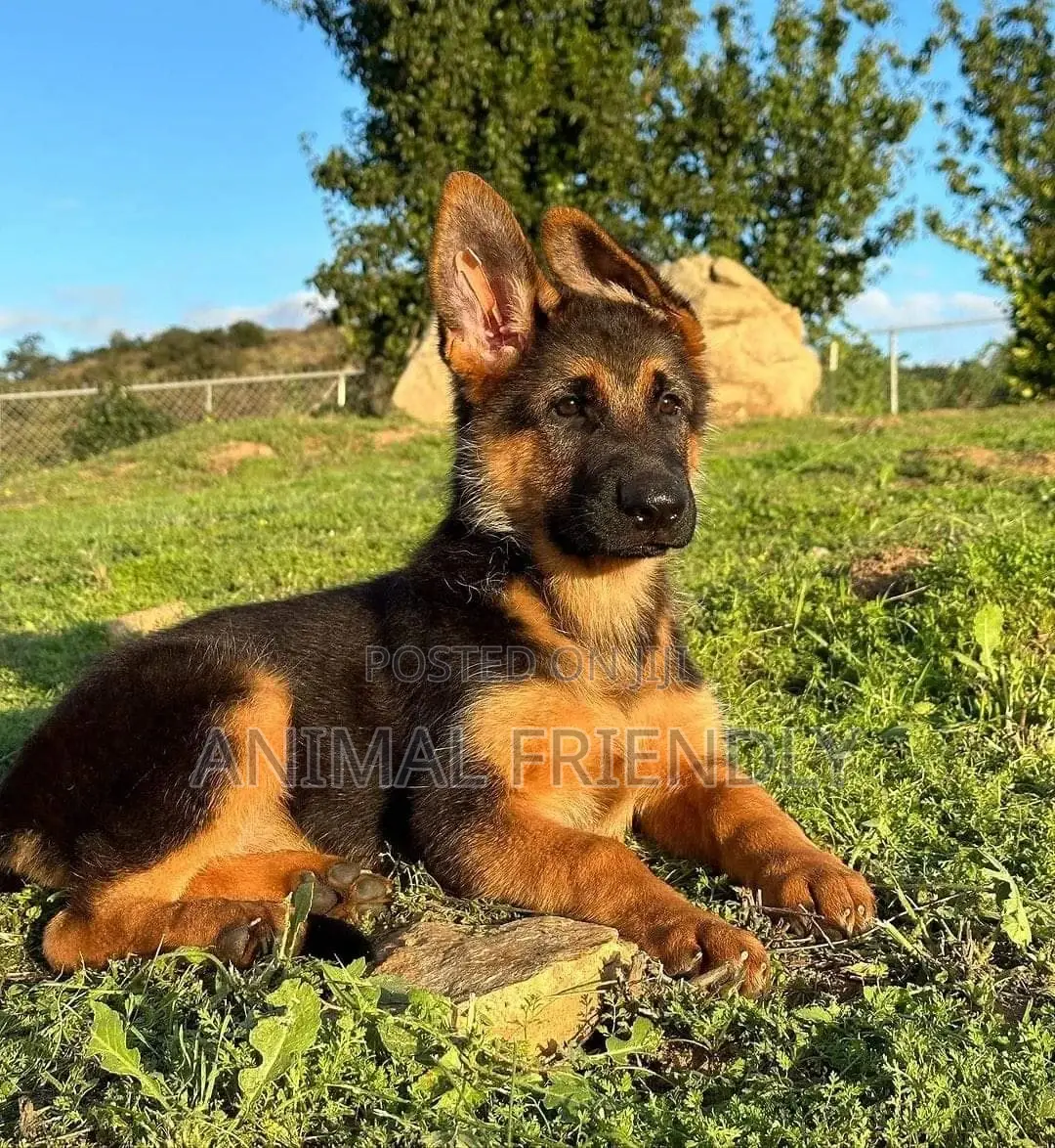 1-3 months Male Purebred German Shepherd