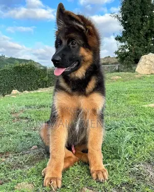 1-3 months Male Purebred German Shepherd