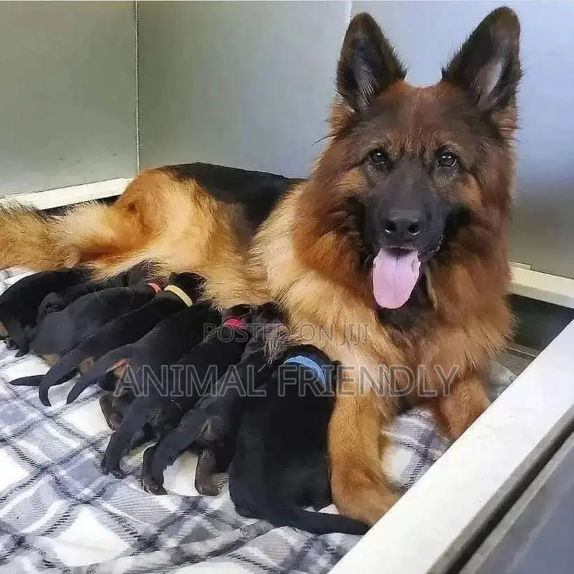 1-3 months Female Purebred German Shepherd