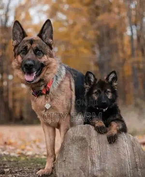 1-3 months Male Purebred German Shepherd