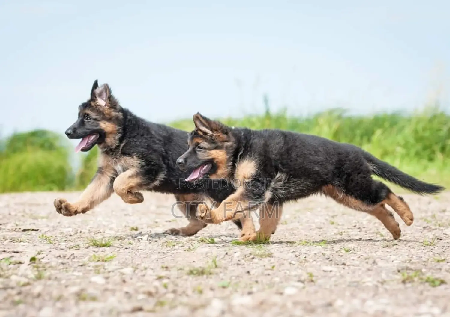 1-3 months Male Purebred German Shepherd