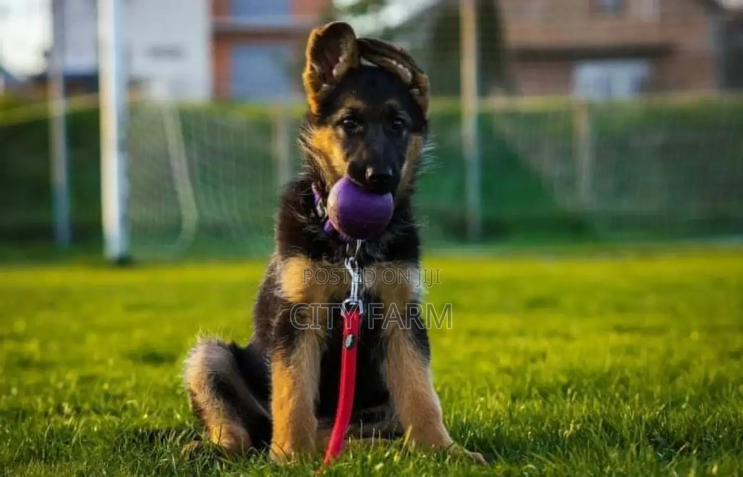 1-3 months Male Purebred German Shepherd