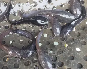 Fingerlings,And Post Fingerling