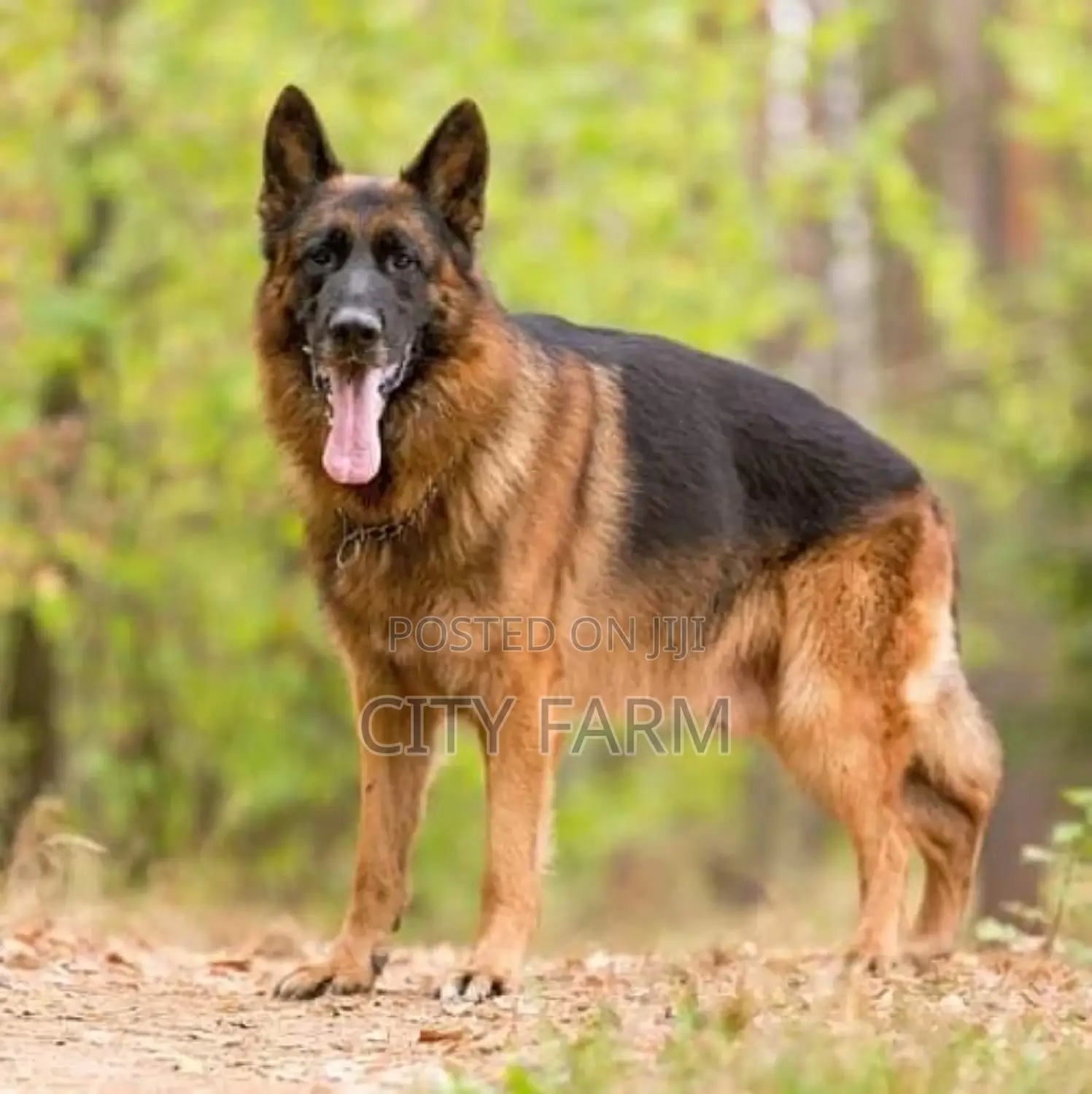 1-3 months Male Purebred German Shepherd