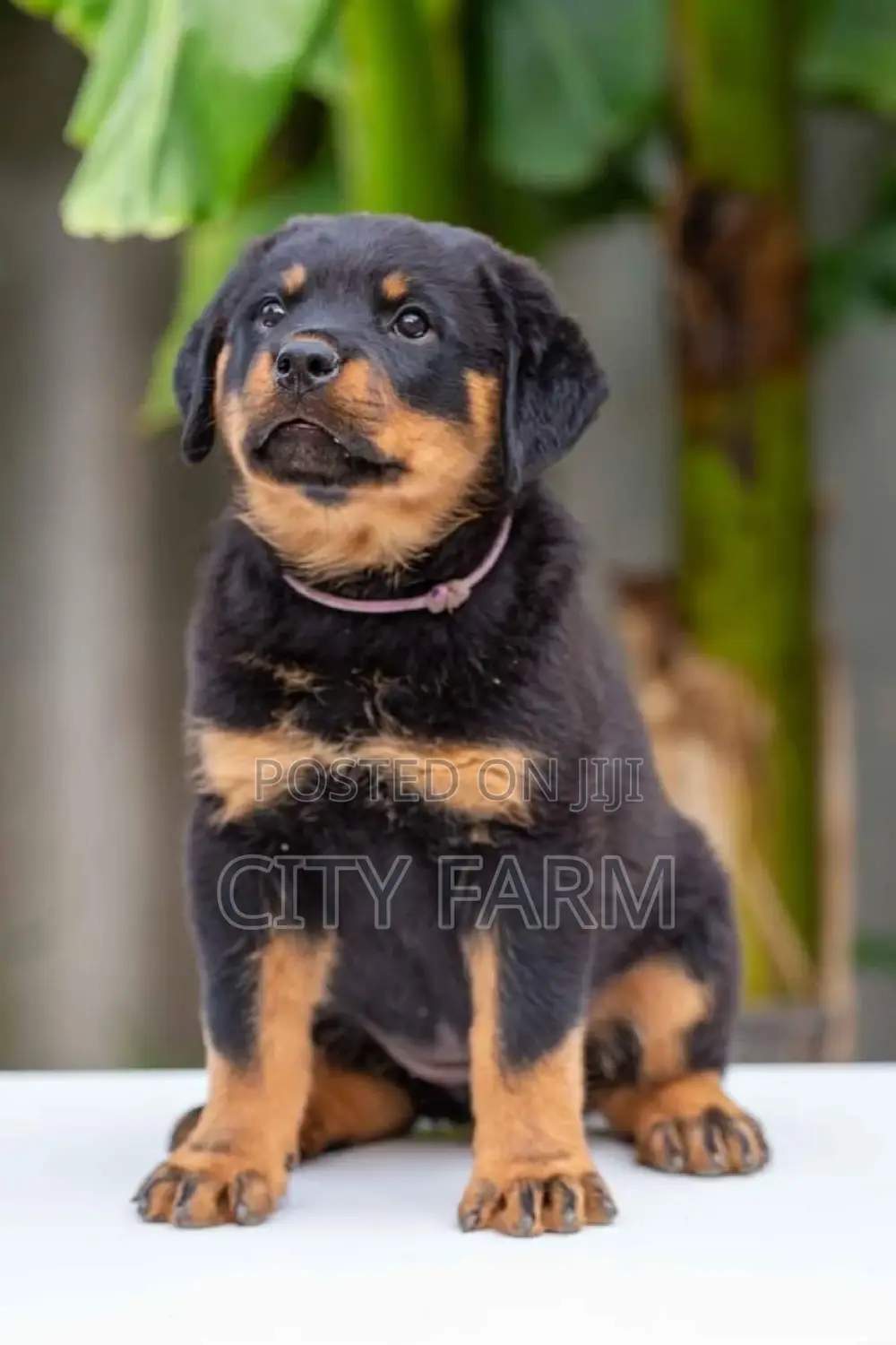 1-3 months Male Purebred Rottweiler