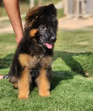1-3 months Female Purebred German Shepherd