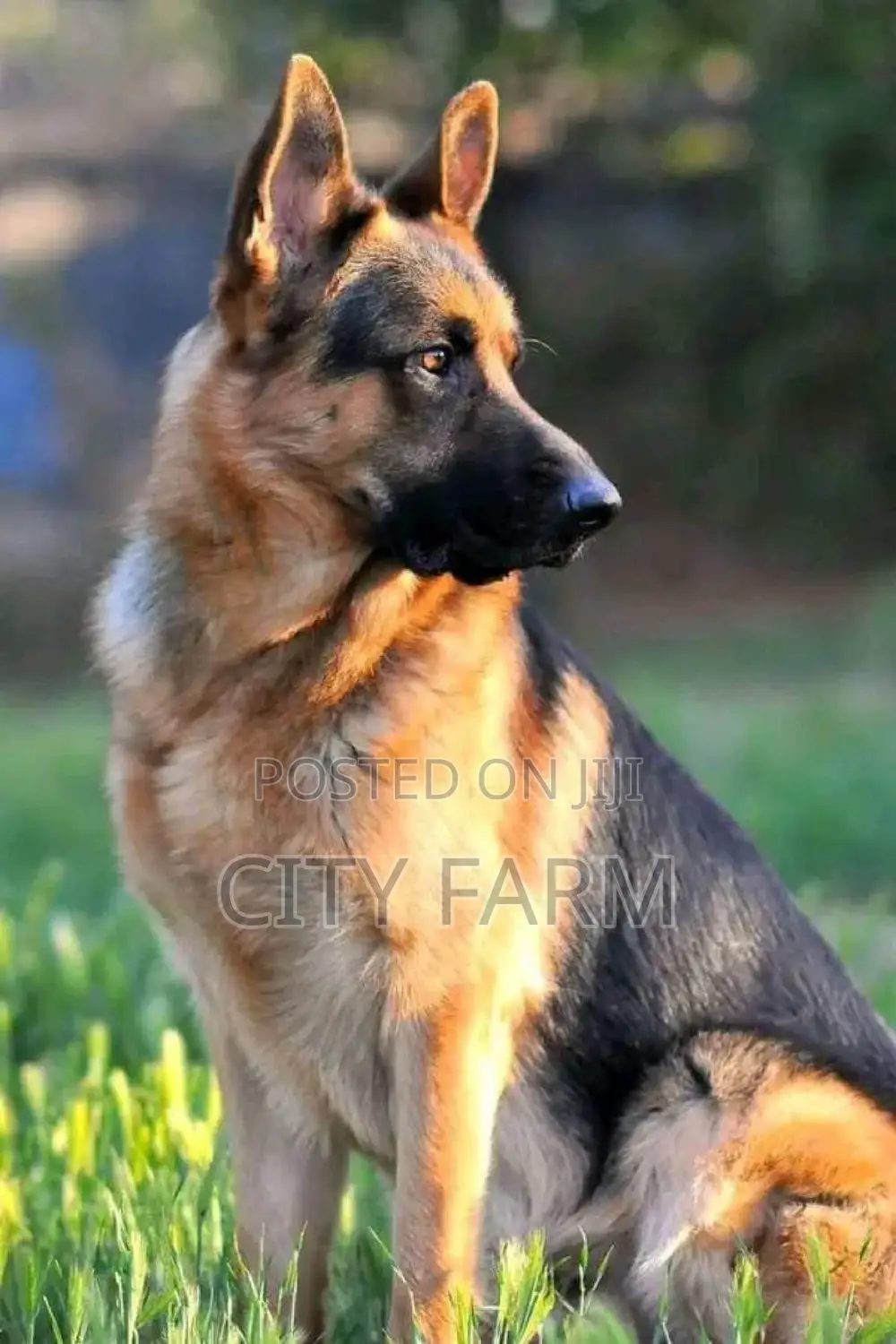 1-3 months Male Purebred German Shepherd
