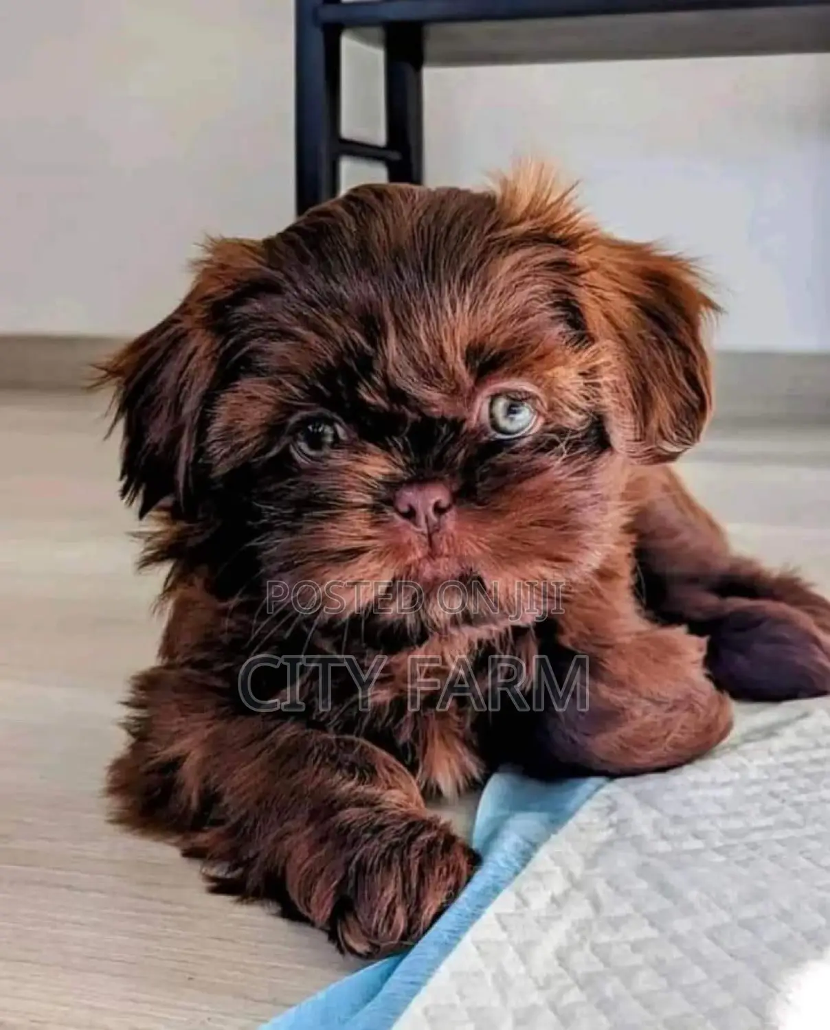1-3 months Male Purebred Poodle