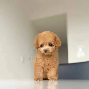 1-3 months Male Purebred Poodle