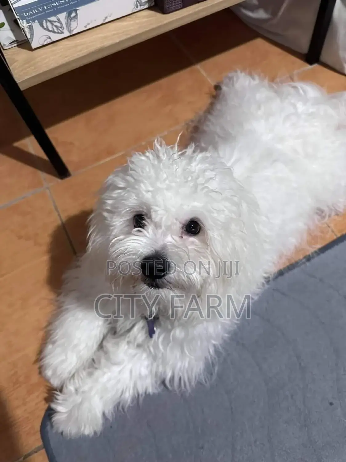 1-3 months Male Purebred Maltese