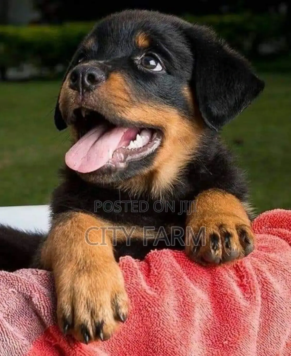 1-3 months Male Purebred Rottweiler
