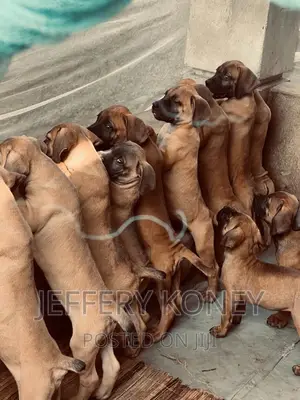 1-3 months Male Purebred Boerboel