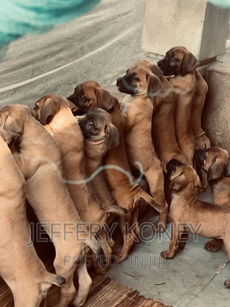 1-3 months Male Purebred Boerboel