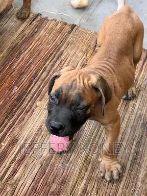 1-3 months Male Purebred Boerboel