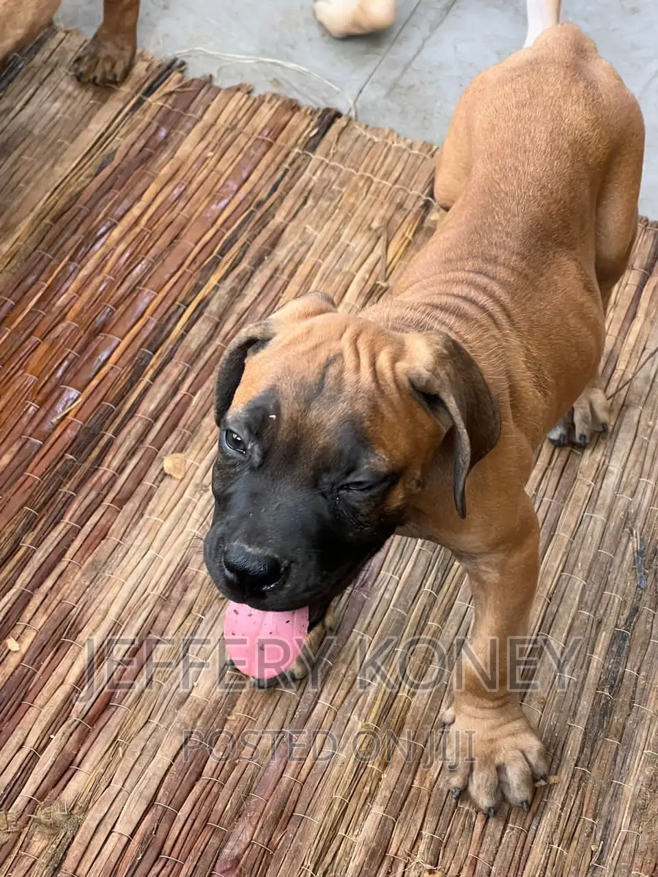 1-3 months Male Purebred Boerboel