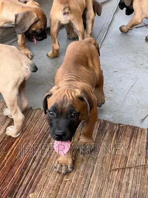 1-3 months Male Purebred Boerboel