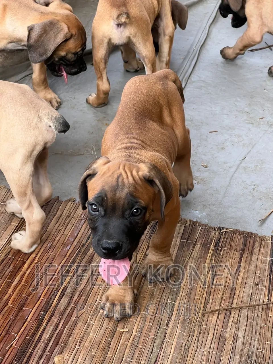 1-3 months Male Purebred Boerboel