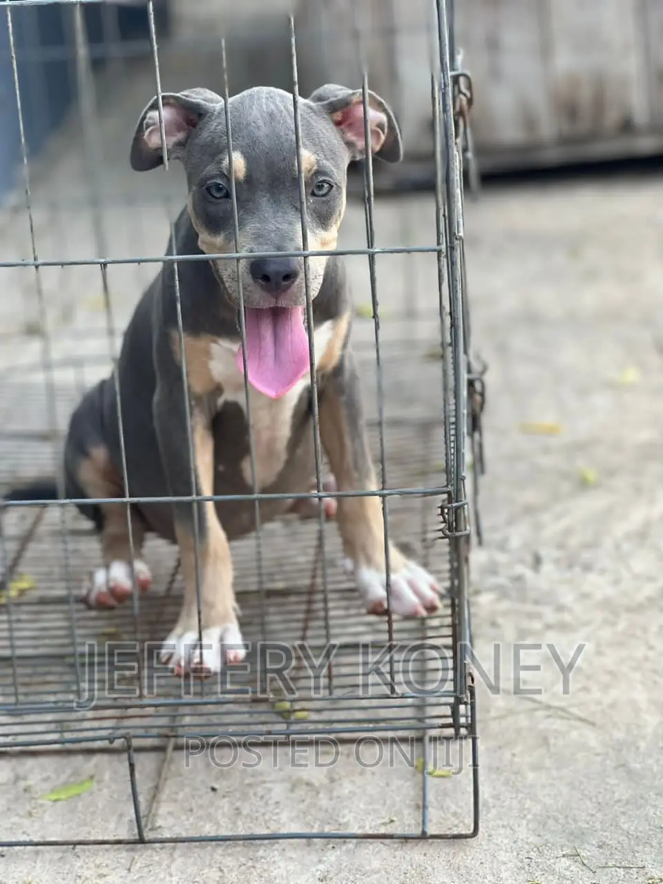 1-3 months Female Purebred American Bully