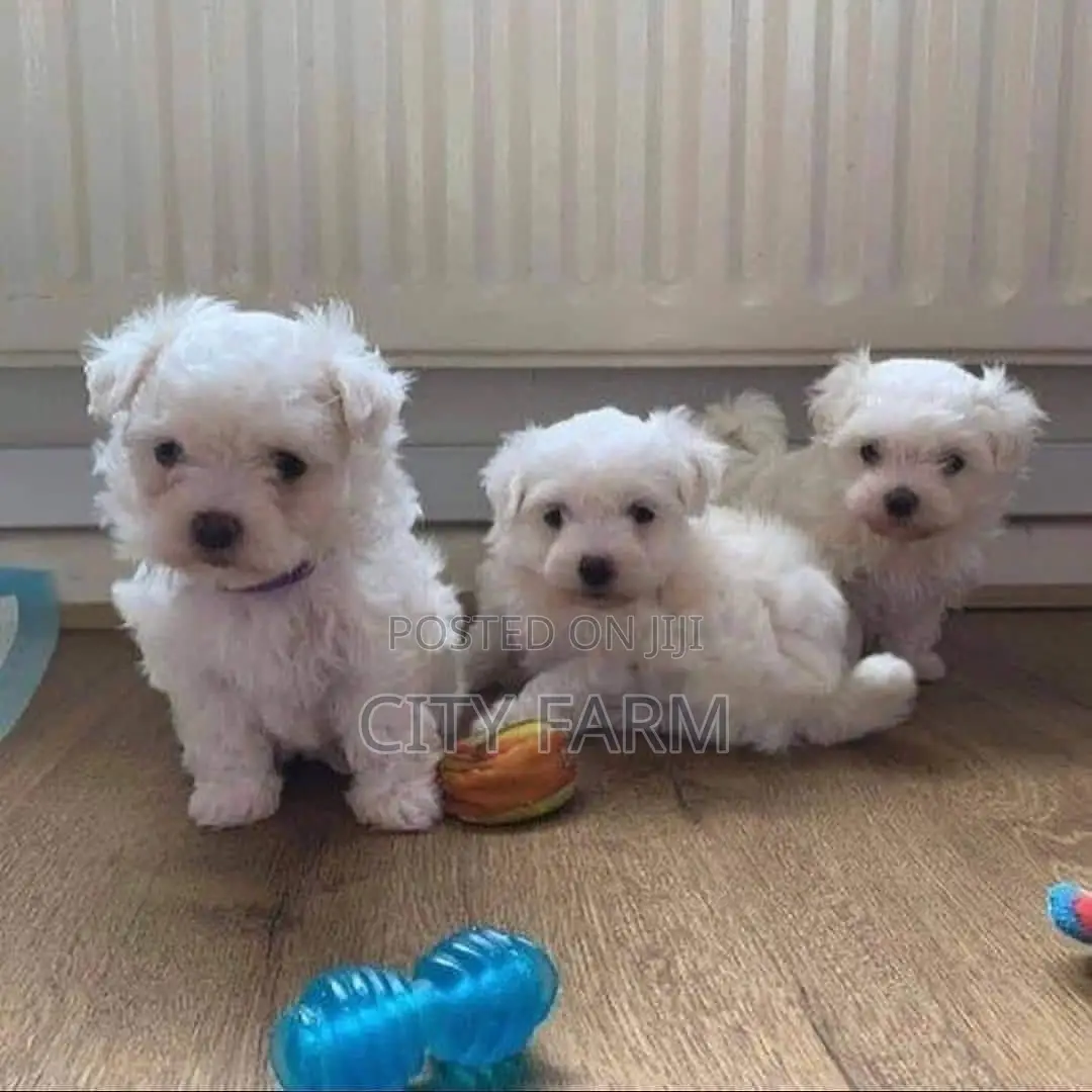 1-3 months Male Purebred Maltese