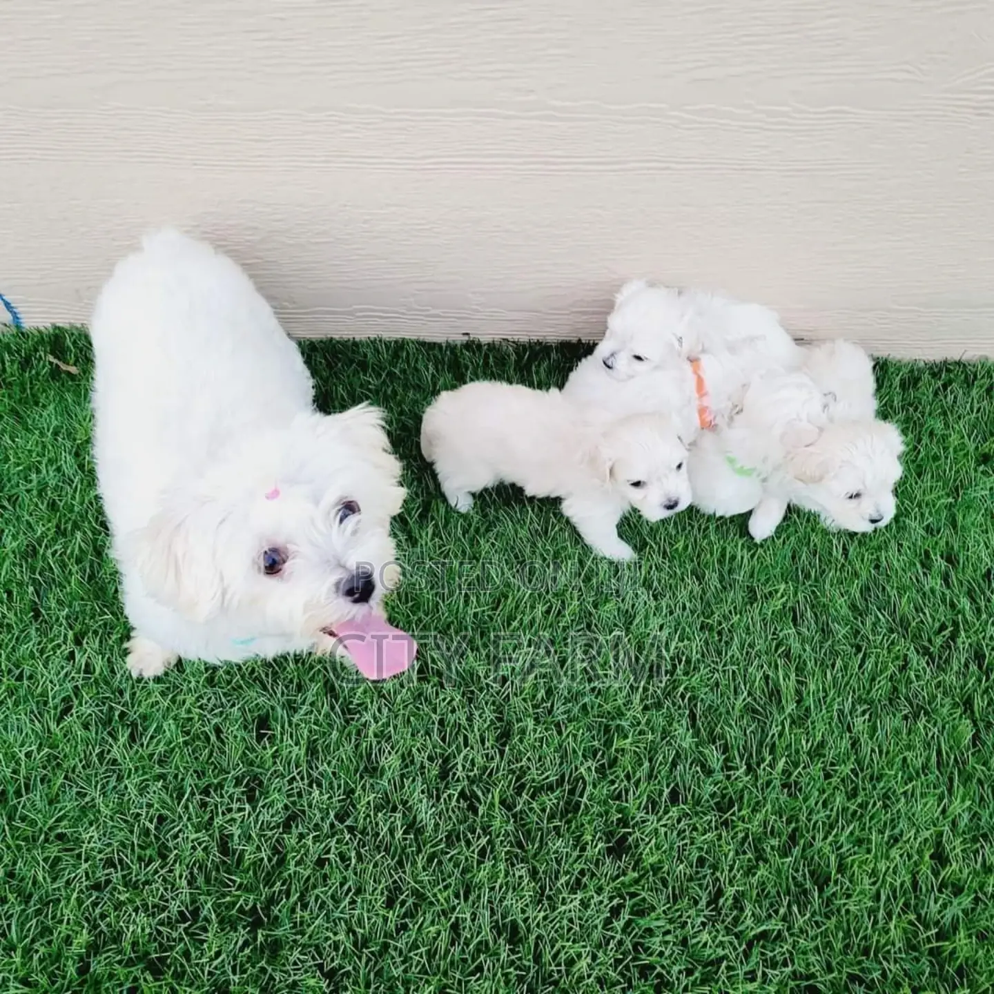 1-3 months Male Purebred Poodle