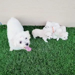 1-3 months Male Purebred Poodle