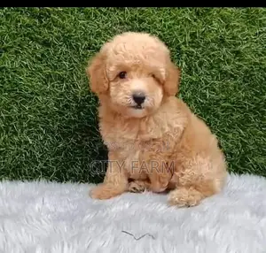 1-3 months Female Purebred Poodle