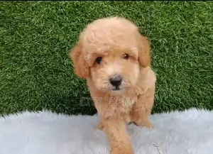 1-3 months Male Purebred Maltese
