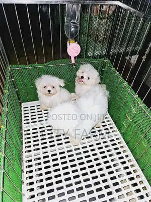 1-3 months Male Purebred Poodle