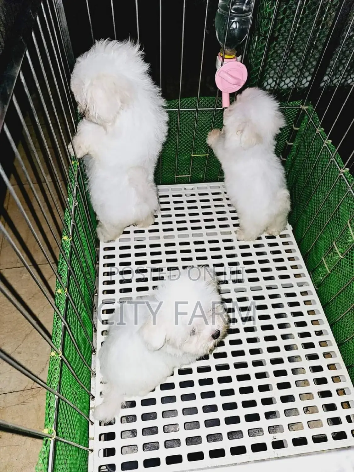 1-3 months Male Purebred Poodle