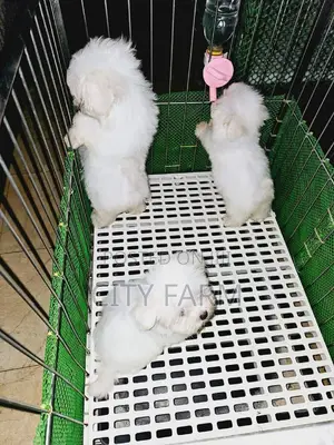 1-3 months Male Purebred Poodle