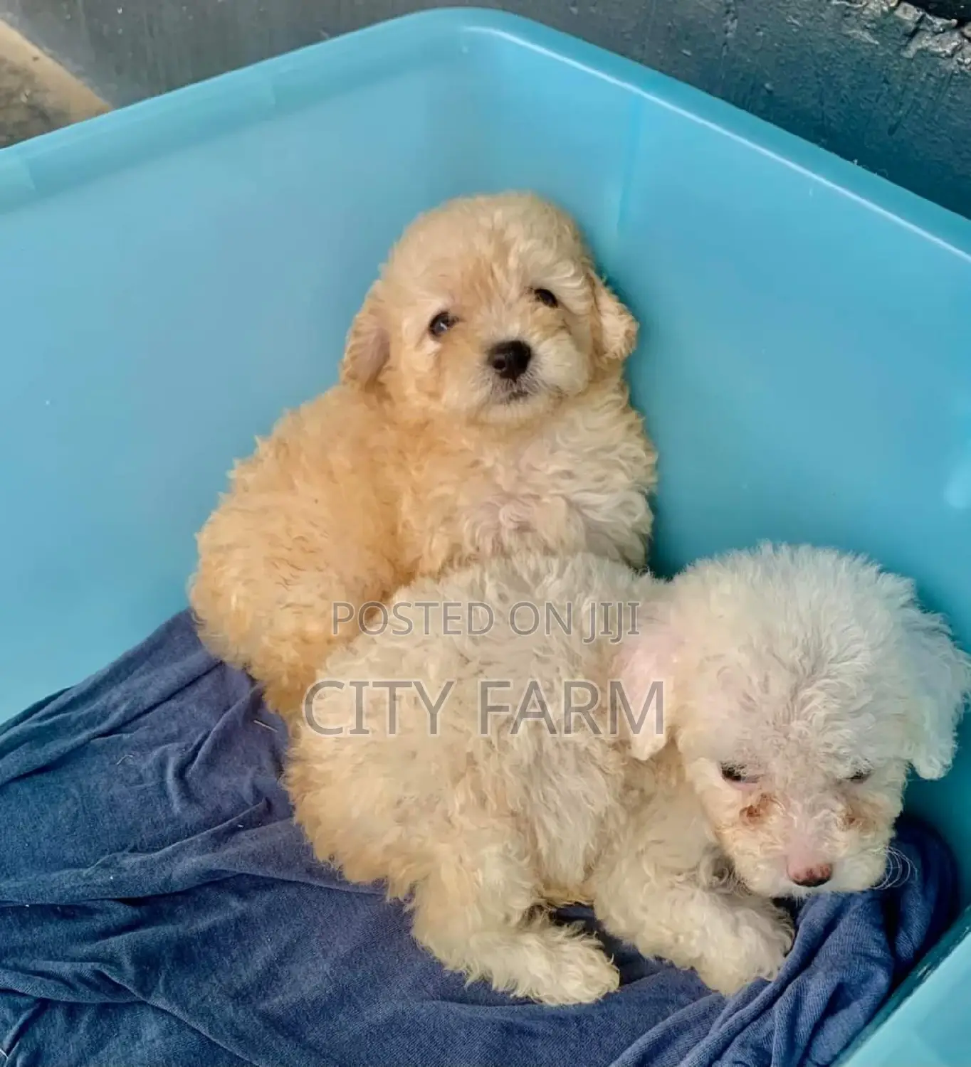 1-3 months Male Purebred Lhasa Apso
