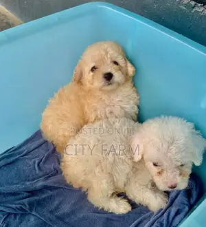 1-3 months Male Purebred Lhasa Apso