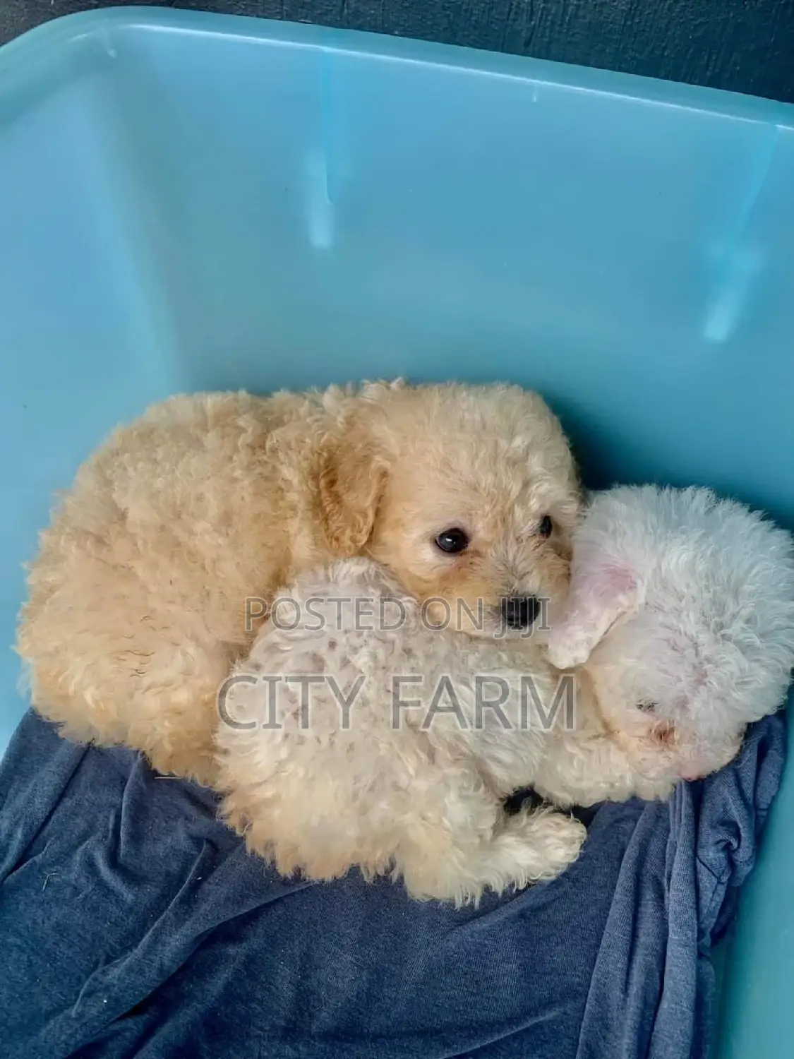 1-3 months Male Purebred Poodle